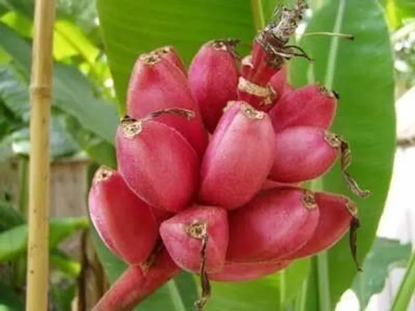 Banana_Plant_(Hybrid,_Pack_of_1)