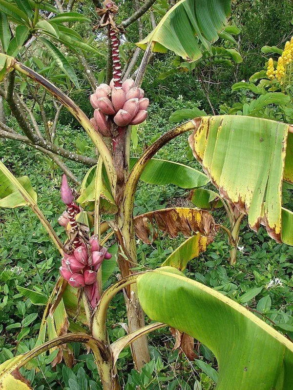Banana_Plant_(Hybrid,_Pack_of_1)
