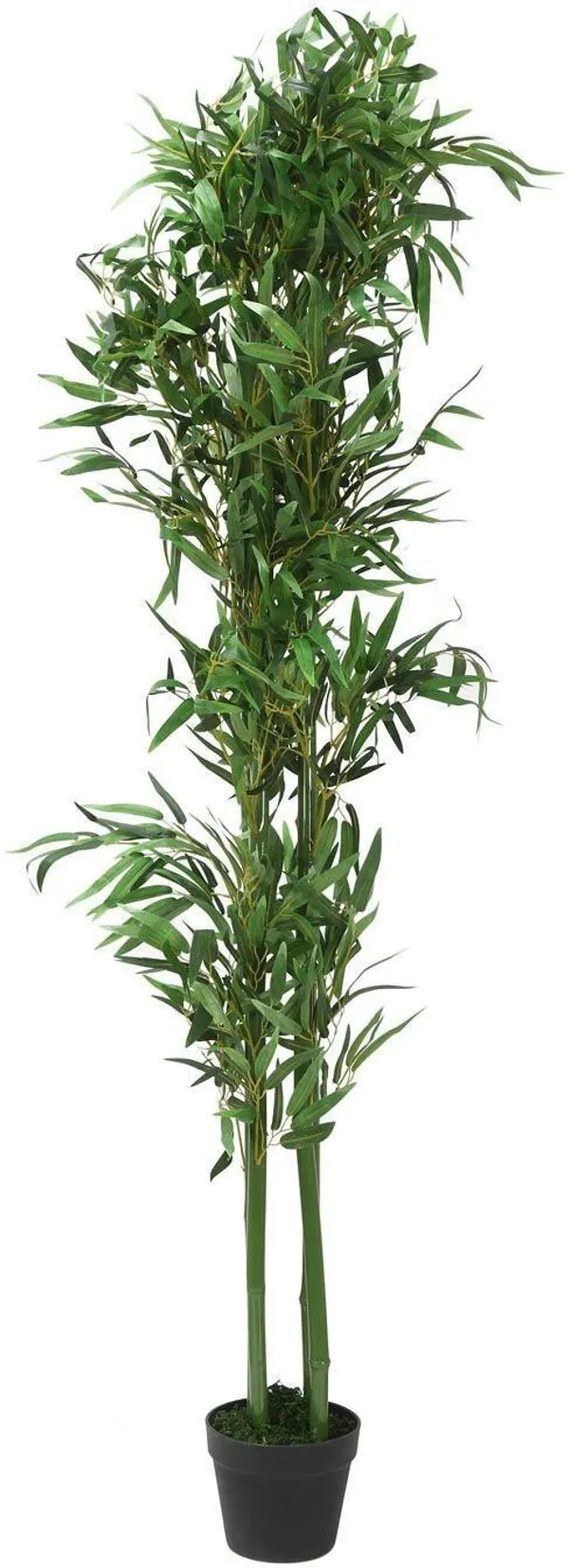 Two_Layer_Bamboo_Plant_(Hybrid,_Pack_of_1)