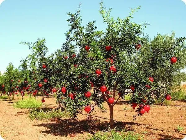 Pomegranate_Plant_(Hybrid,_Pack_of_1)