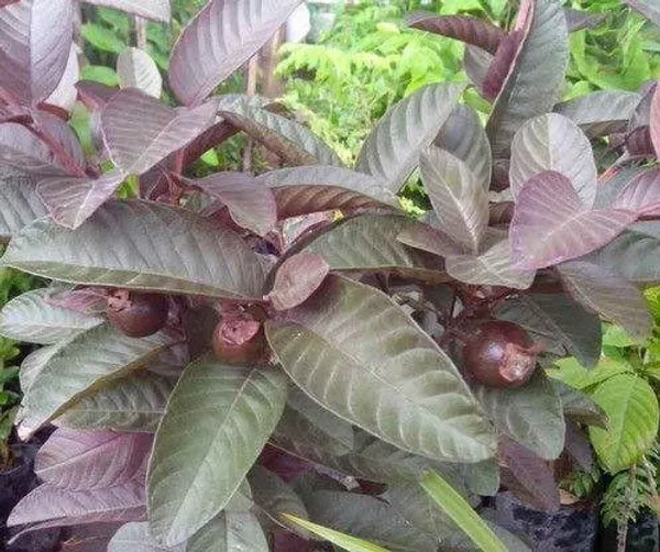 Guava_Plant_(Hybrid,_Pack_of_1)