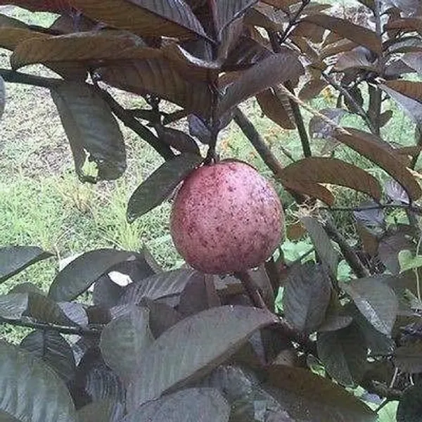 Guava_Plant_(Hybrid,_Pack_of_1)