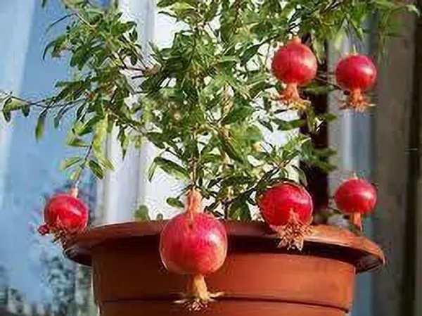 Pomegranate_Plant_(Hybrid,_Pack_of_1)