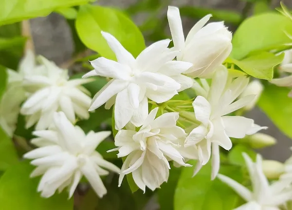 Jasmine_Plant_(Hybrid,_Pack_of_1)
