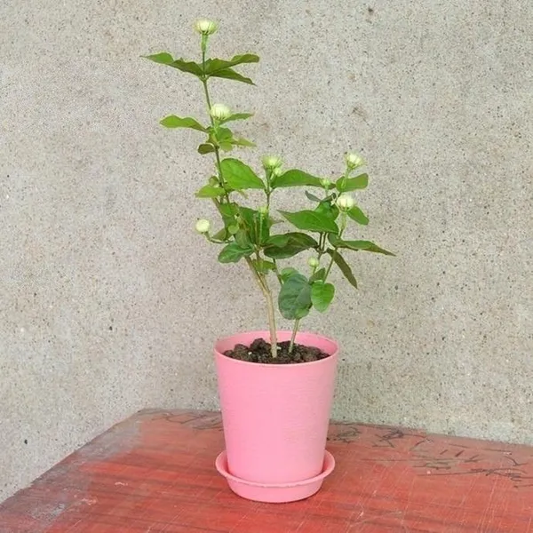 Jasmine_Plant_(Hybrid,_Pack_of_1)