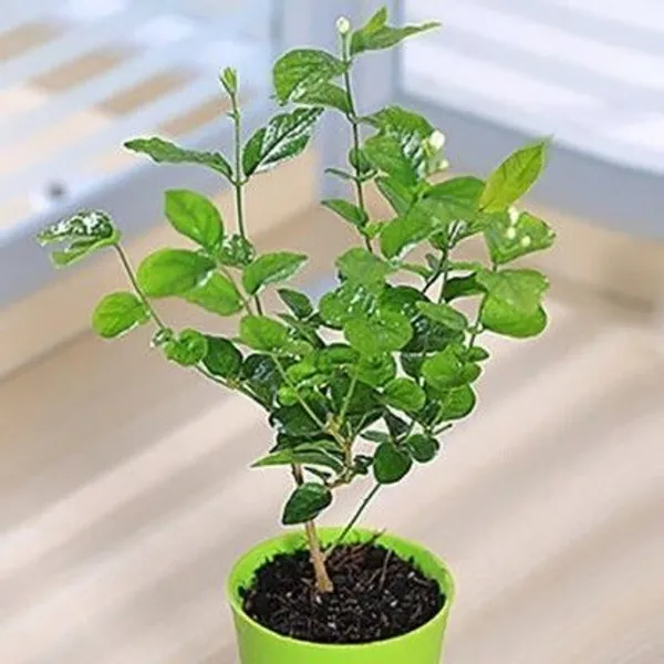 Jasmine_Plant_(Hybrid,_Pack_of_1)