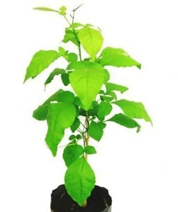 Bel_Plant_(Hybrid,_Pack_of_1)