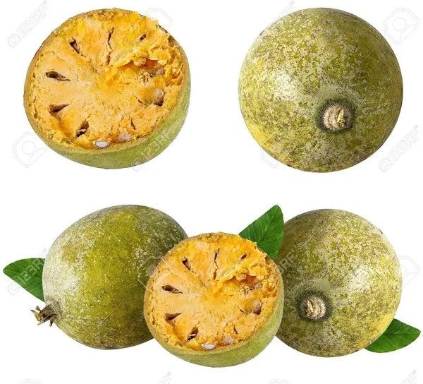 Bel_Plant_(Hybrid,_Pack_of_1)