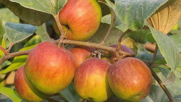 Ber_Apple_Plant_(Hybrid,_Pack_of_1)