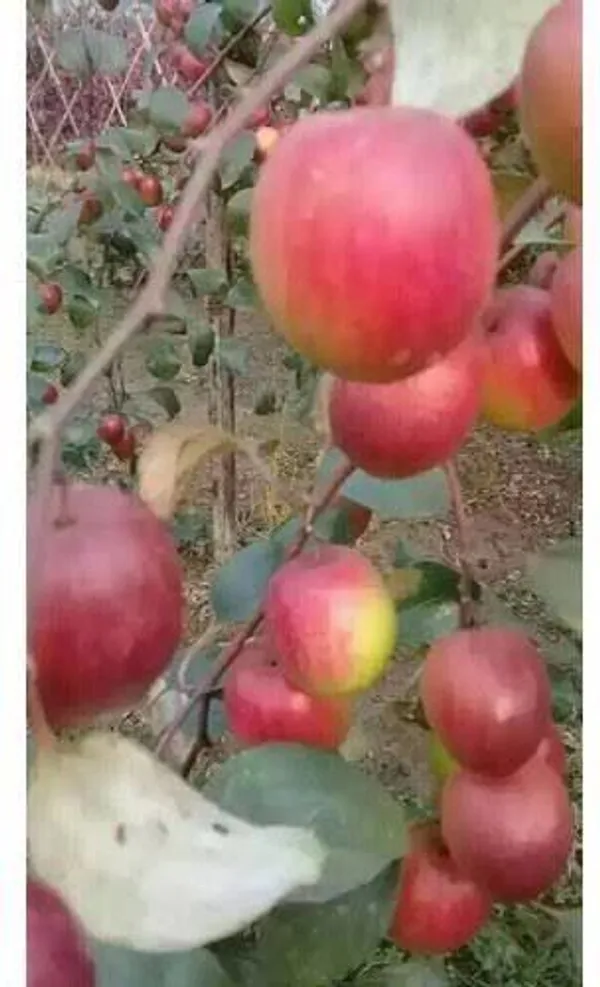Apple_Plant_(Hybrid,_Pack_of_1)