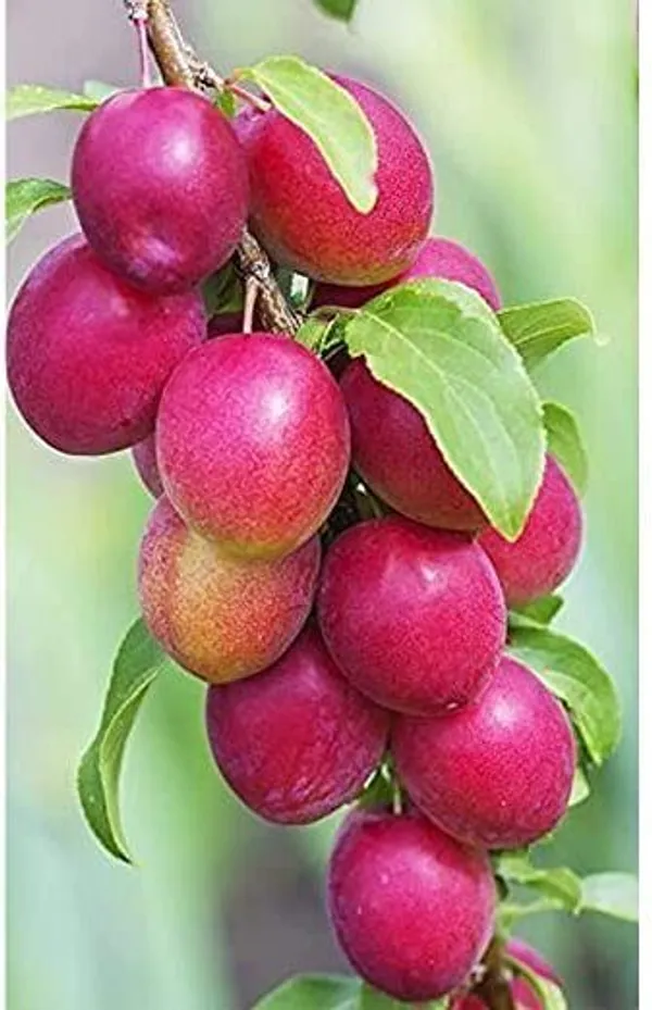 Ber_Apple_Plant_(Hybrid,_Pack_of_1)