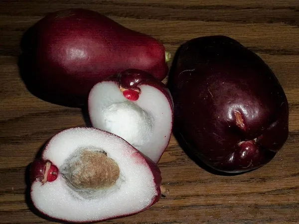 Apple_Plant_(Hybrid,_Pack_of_1)