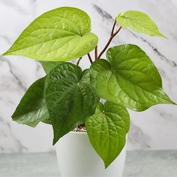 Betel_Leaf_Plant_(Hybrid,_Pack_of_1)