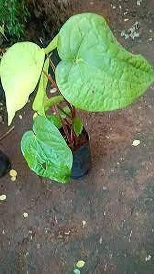 Betel_Leaf_Plant_(Hybrid,_Pack_of_1)