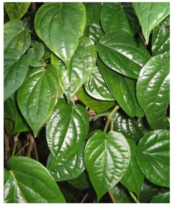 Betel_Leaf_Plant_(Hybrid,_Pack_of_1)