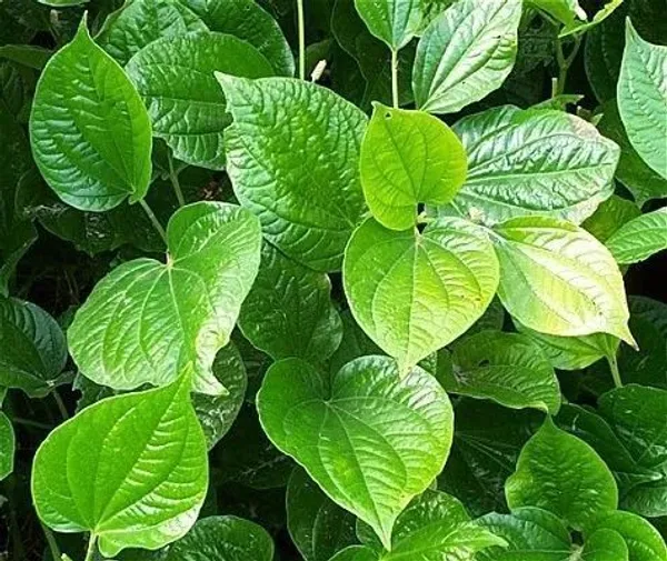 Betel_Leaf_Plant_(Hybrid,_Pack_of_1)