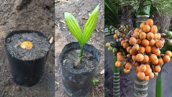 Betel_Nut/Supari_Plant_(Hybrid,_Pack_of_1)