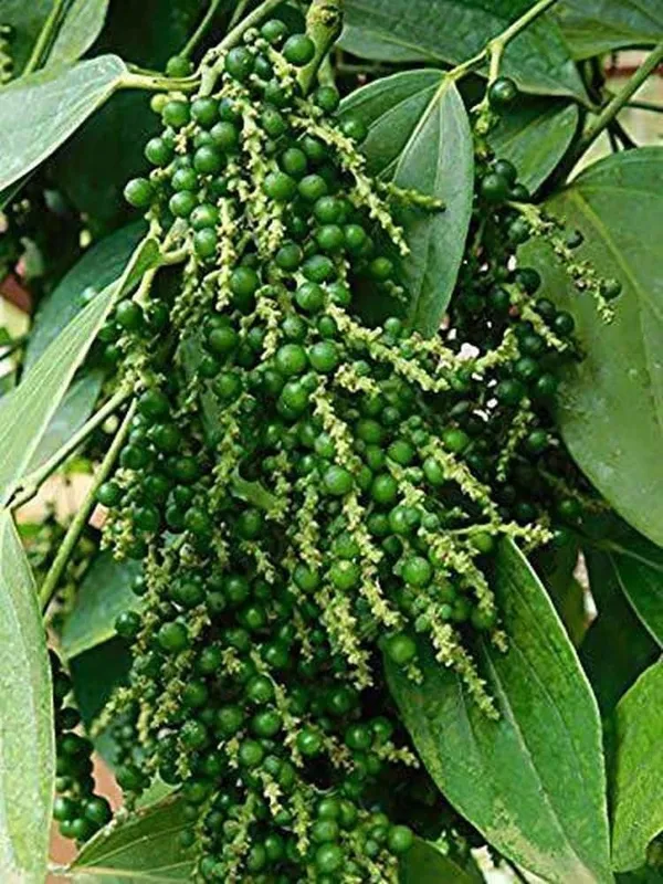 Black_Pepper_Plant_(Hybrid,_Pack_of_1)