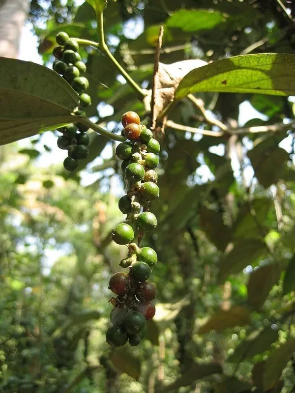 Black_Pepper_Plant_(Hybrid,_Pack_of_1)