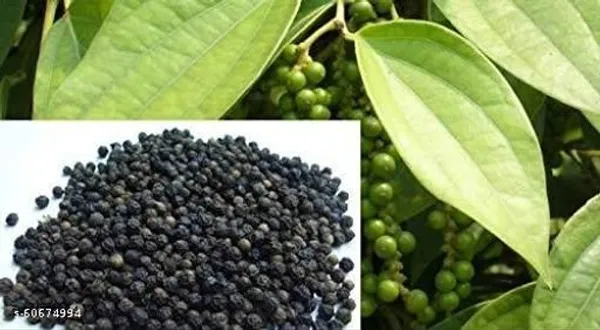 Black_Pepper_Plant_(Hybrid,_Pack_of_1)