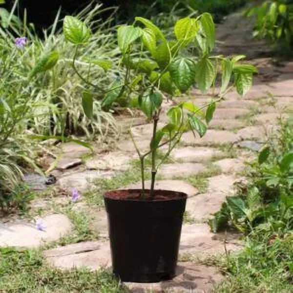 Apple_Plant_(Hybrid,_Pack_of_1)