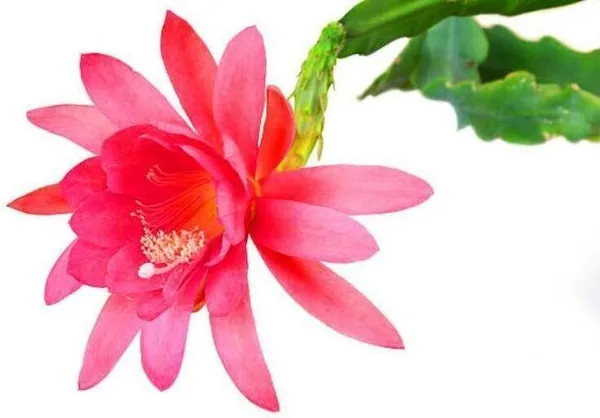 Lily_Plant_(Hybrid,_Pack_of_1)