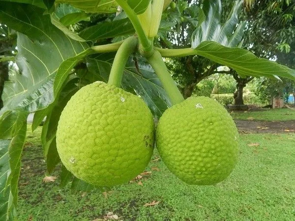 Breadfruit_Plant_(Hybrid,_Pack_of_1)
