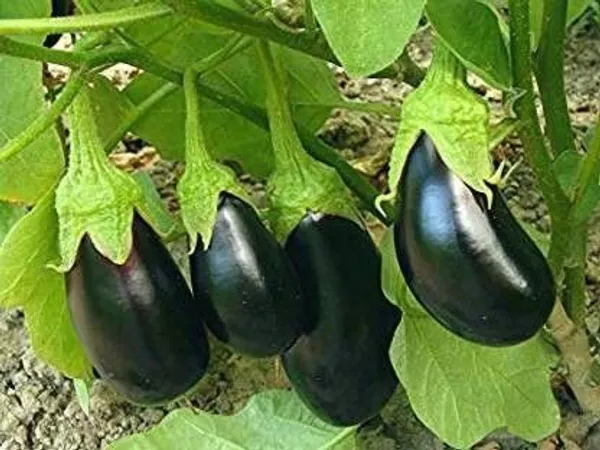 Brinjal_(Hybrid,_Pack_of_1)