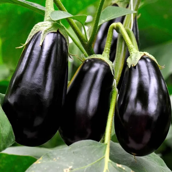 Brinjal_(Hybrid,_Pack_of_1)
