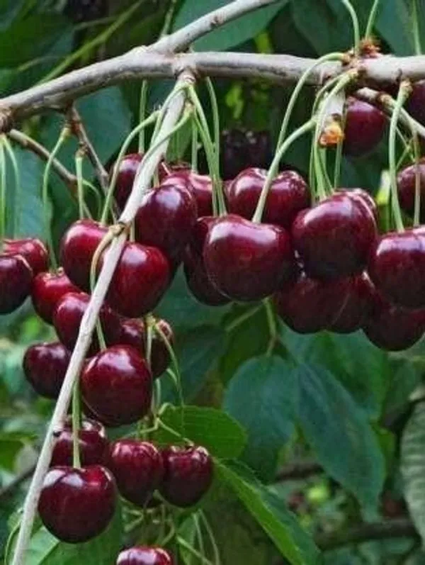 Cherry_Fruit_Plant_(Hybrid,_Pack_of_1)