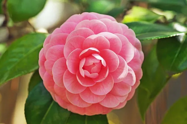 ZZ_Plant_(Hybrid,_Pack_of_1)