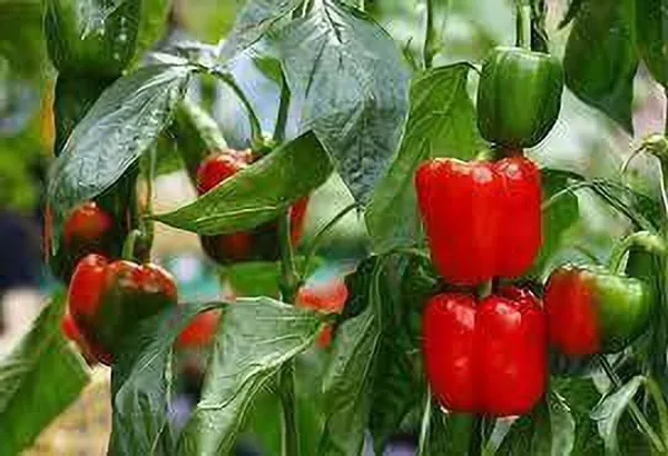 Capsicum_(Hybrid,_Pack_of_1)