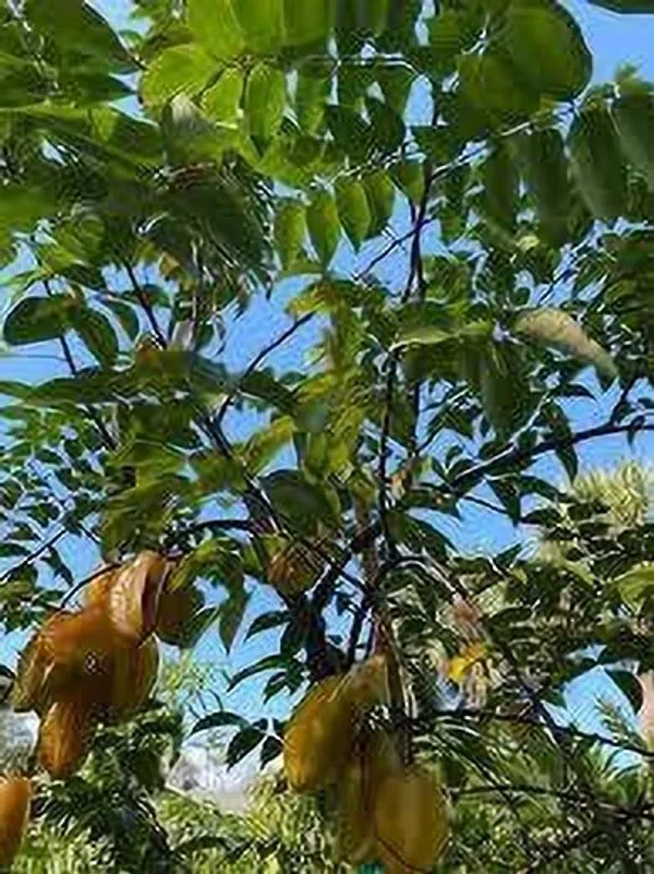 Star_Fruit_Carambola_Grafted_Plant_(Hybrid,_Pack_of_1)