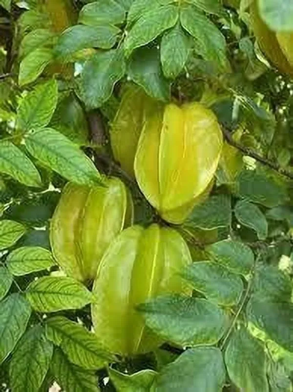 Star_Fruit_Carambola_Grafted_Plant_(Hybrid,_Pack_of_1)