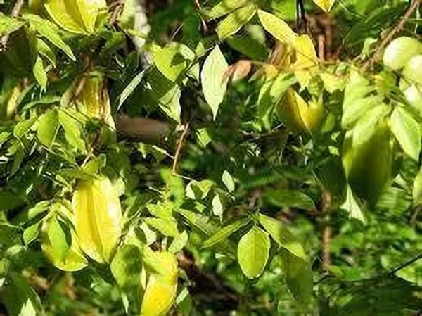 Star_Fruit_Carambola_Grafted_Plant_(Hybrid,_Pack_of_1)
