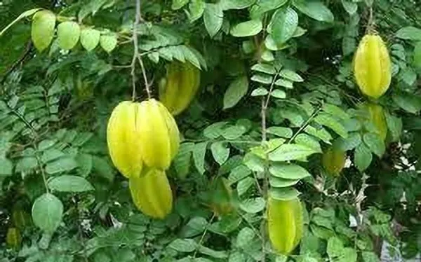 Star_Fruit_Carambola_Grafted_Plant_(Hybrid,_Pack_of_1)