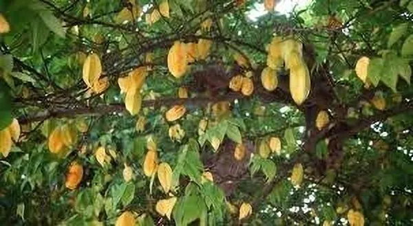 Star_Fruit_Carambola_Grafted_Plant_(Hybrid,_Pack_of_1)