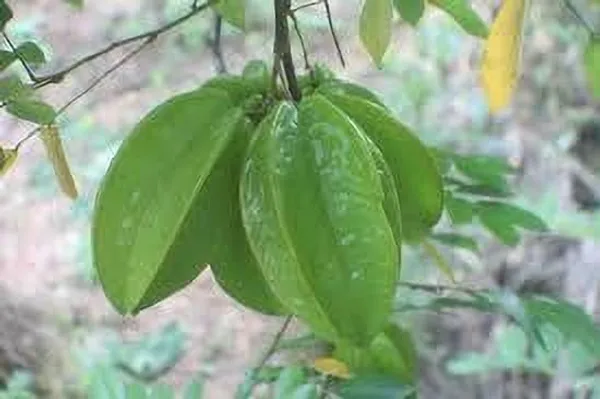 Star_Fruit_Carambola_Grafted_Plant_(Hybrid,_Pack_of_1)