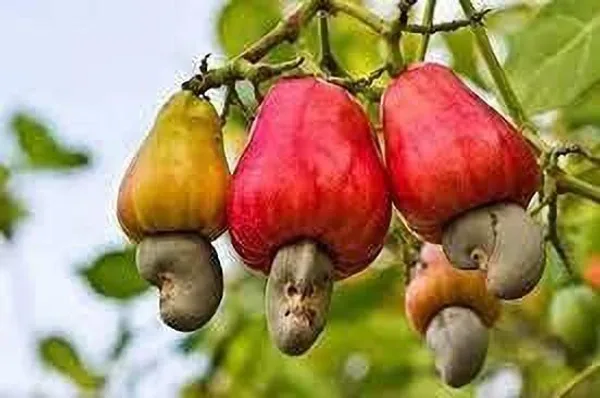 Cashew_Apple_Plant_(Hybrid,_Pack_of_1)