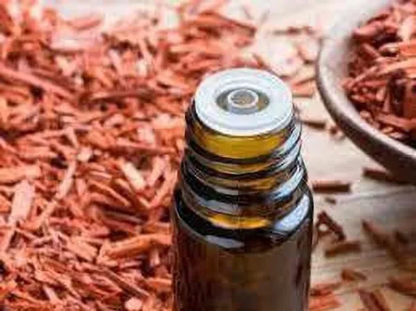 Red_Sandalwood_Plant_(Hybrid,_Pack_of_1)