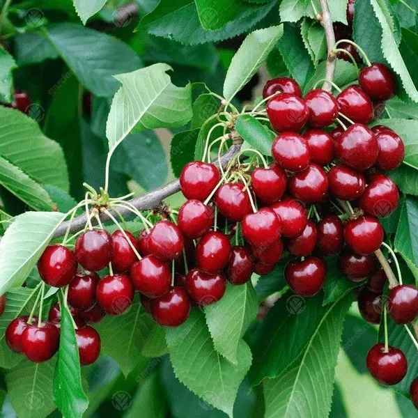Cherry_Fruit_Plant_(Hybrid,_Pack_of_1)