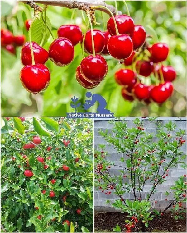 Cherry_Fruit_Plant_(Hybrid,_Pack_of_1)