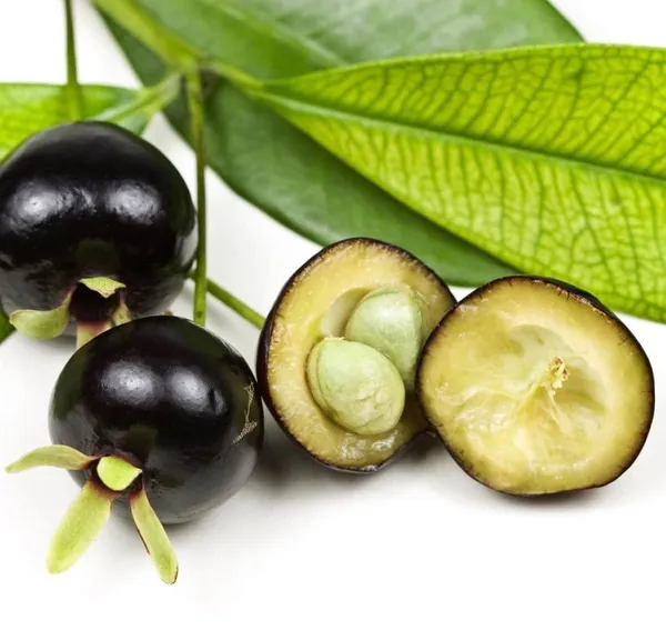 Cherry_Fruit_Plant_(Hybrid,_Pack_of_1)