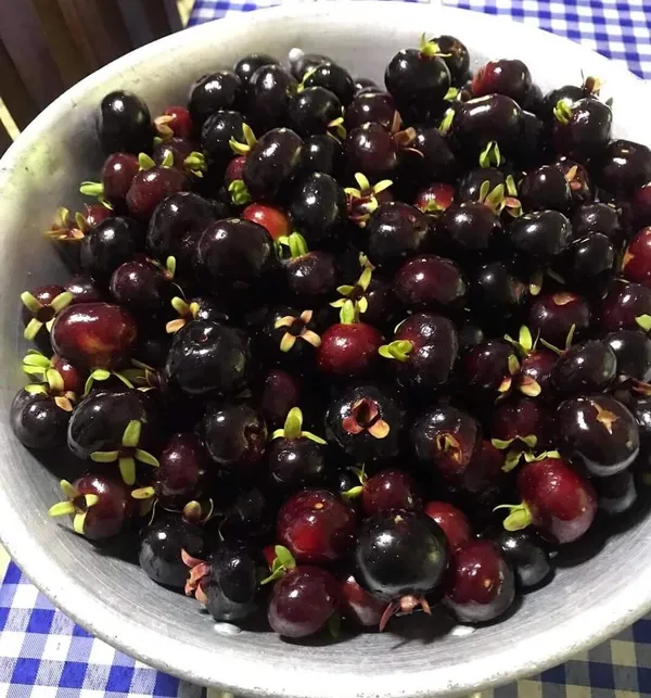 Cherry_Fruit_Plant_(Hybrid,_Pack_of_1)