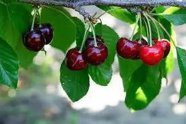 Cherry_Fruit_Plant_(Hybrid,_Pack_of_1)