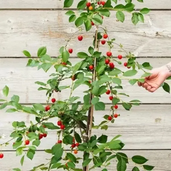 Cherry_Fruit_Plant_(Hybrid,_Pack_of_1)