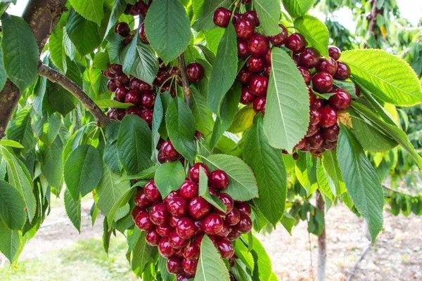 Cherry_Fruit_Plant_(Hybrid,_Pack_of_1)