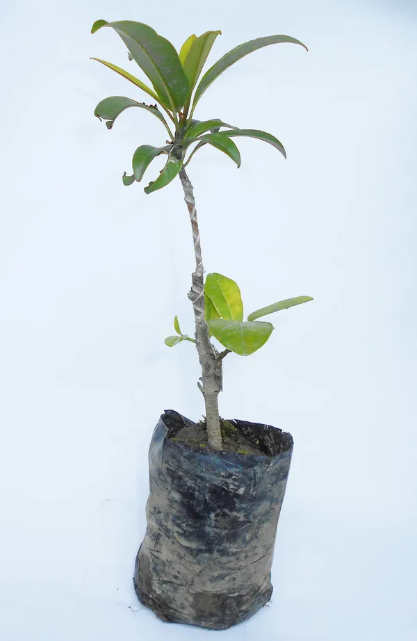 Chiku_Plant_(Hybrid,_Pack_of_1)