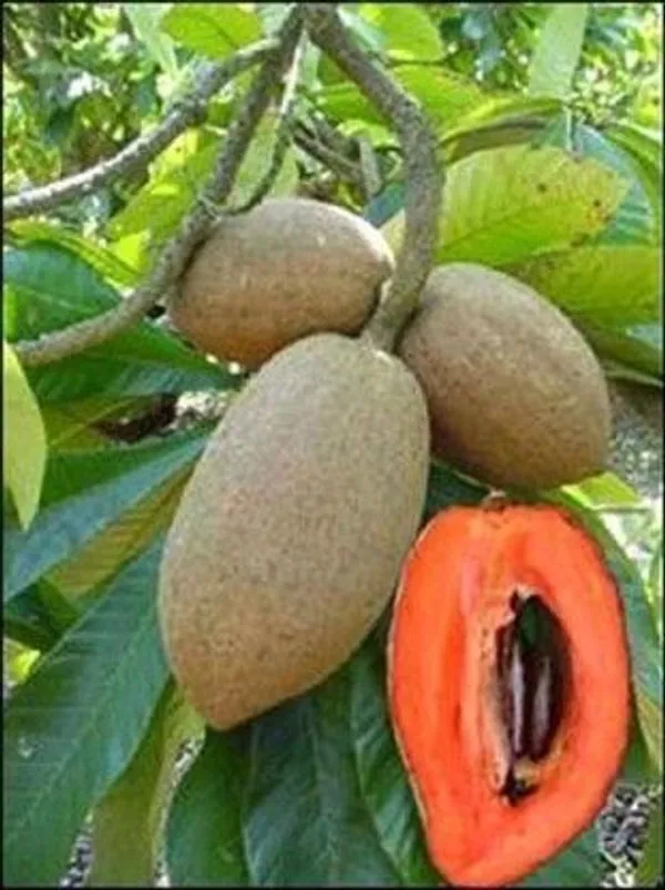 Chiku_Plant_(Hybrid,_Pack_of_1)