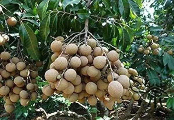 Chiku_Plant_(Hybrid,_Pack_of_1)